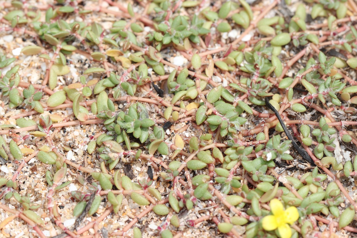 Portulaca quadrifida L.